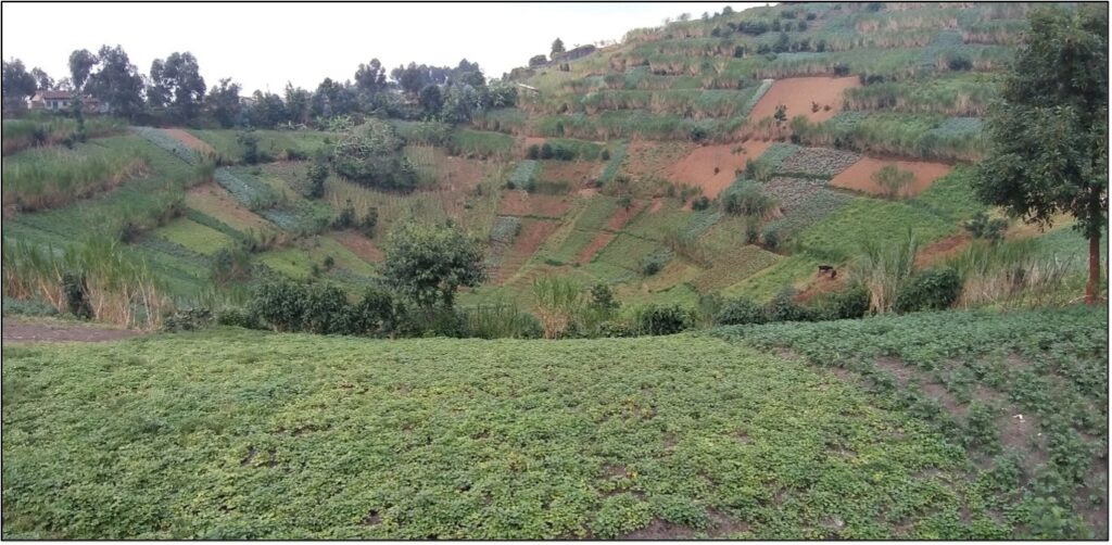 Intensive small farms on steep volcanic soils in Rwanda often results in soil erosion.