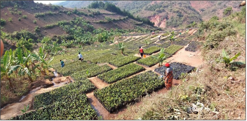 One of the many tree nurseries in northern Malawi.