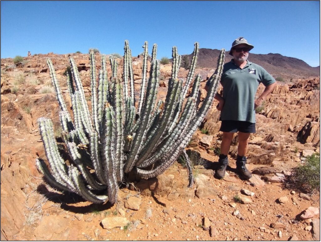 An impressive Euphorbia virosa in rugged rocky habitat.