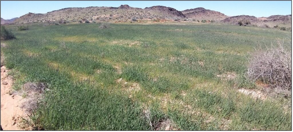 A good seasonal grass cover after the rains.
